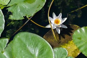 Water lily flower in river, National symbol of Bangladesh, Beautiful white lotus with yellow pollen.