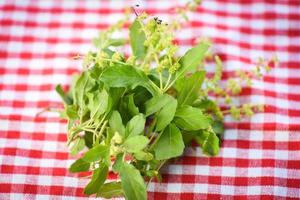 hierba de hoja de albahaca sagrada y especias sobre fondo de mantel, hojas de albahaca dulce foto