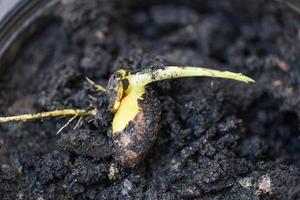 semilla de jaca de plántulas en el fondo del suelo de cultivo en una olla negra para plantar foto