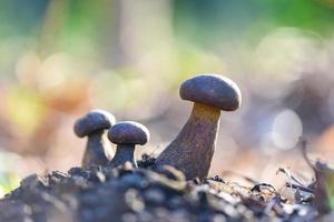 el cep, hongo bolete en el suelo, alimentos orgánicos frescos de champiñones silvestres crudos en un bosque de otoño - cep, bollo de centavo negro, porcino o boletus rey, generalmente llamado hongo porcini negro foto