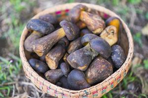 el cep, hongo bolete en la cesta, alimentos orgánicos frescos de champiñones silvestres crudos en un bosque de otoño - cep, bollo de centavo negro, porcino o boletus rey, generalmente llamado hongo porcini negro foto