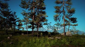 bosques de pinos en la base de la montaña en un día soleado de verano video