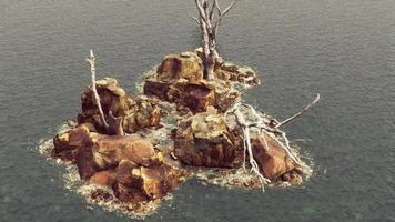 dead trees on the Pacific ocean rocks in fog video