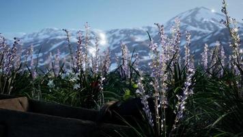 campo de lavanda con cielo azul y cubierta montañosa con nieve video