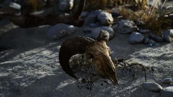 crânio de um carneiro morto no deserto video