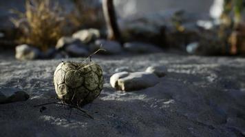 uma velha bola de futebol rasgada jogada encontra-se na areia da praia do mar