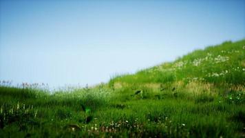 champ d'herbe fraîche verte sous le ciel bleu video