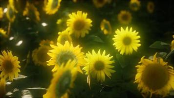 8k zonnebloemen bloeien in de late zomer video