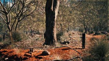 arbusto australiano com árvores na areia vermelha video