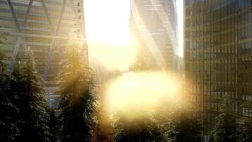 parkskog och skyskrapor vid solnedgången video