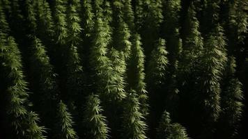Dickichte von Marihuana-Pflanzen auf dem Feld video