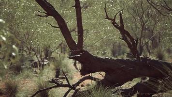 buisson australien avec des arbres sur le sable rouge video