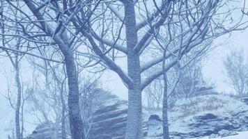 winter deciduous forest on a foggy morning video