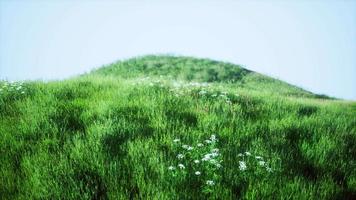 colinas verdes com grama fresca e flores silvestres no início do verão