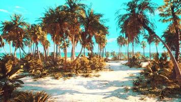 desert island with palm trees on the beach video