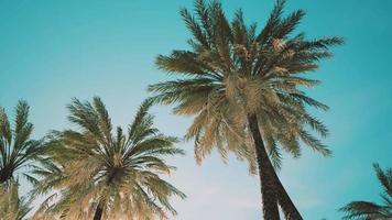 view of the palm trees passing by under blue skies video