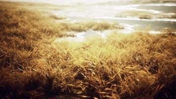gult torrt gräs på berget i höst video