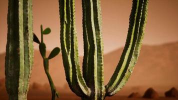Arizona desert sunset with giant saguaro cactus video