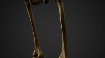 Knochen des menschlichen Skeletts video