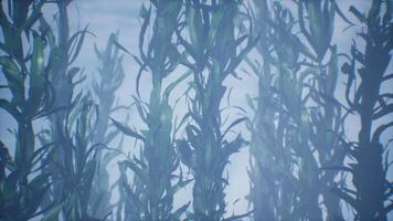 forêt sous-marine d'algues video
