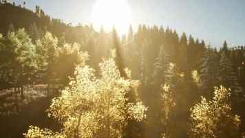 8k Rays of the Sun Make their Way through the Branches video