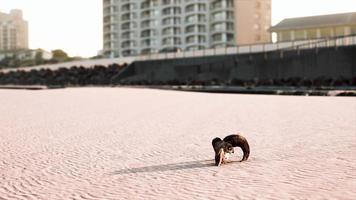 closeup of a skull laying on the wet sand video