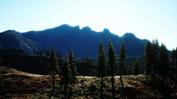 trees on meadow between hillsides with conifer forest video