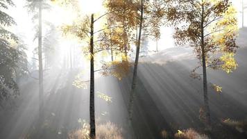 bosque brillante temprano en la mañana en las montañas video