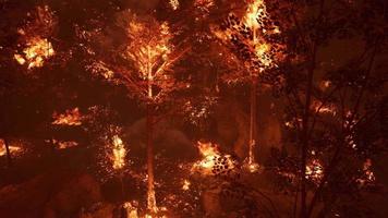 grandes chamas de incêndio florestal à noite video
