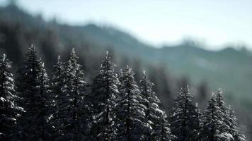 bellissimo paesaggio invernale in montagna video