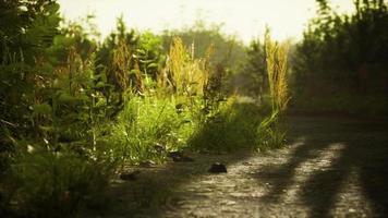 dirt country road in the field in autumn on a sunny day video