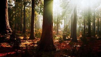 sequoias gigantes no bosque da floresta gigante no parque nacional das sequoias video