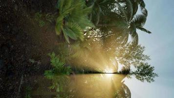 tropical green forest view with sun flare in morning video