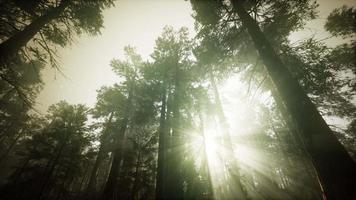 Redwood Forest Foggy Sunset Scenery video