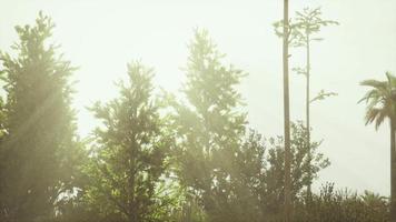 tropical palms and grass at sunny day video