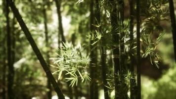 Green bamboo forest in Hawaii video