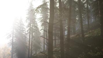 kalm humeurig bos in mistige mist in de ochtend video