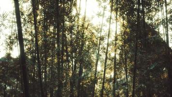 bosque de bambú asiático de 8k con luz solar video