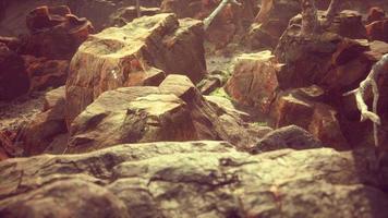 campo de piedra de lava con árboles y plantas muertas video