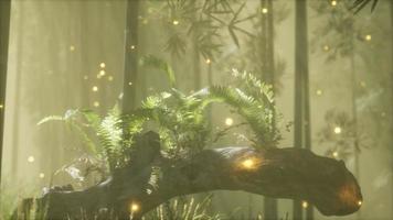 horizontally bending tree trunk with ferns growing, and sunlight shining video