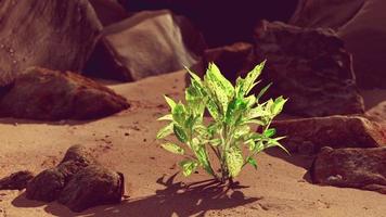 grön växt på sandstranden video