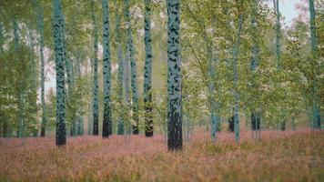 witte berkenbomen in het bos in de zomer video