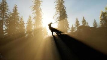 hertenmannetje in bos bij zonsondergang video