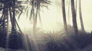 palmeras de coco en la niebla profunda de la mañana