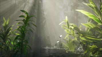 Sun shining through trees and fog in a tropical river video