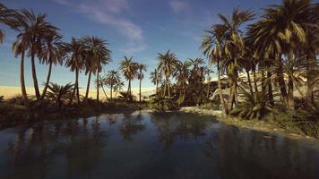 Palm trees flourish around a pool of water at a park in Palm Desert video