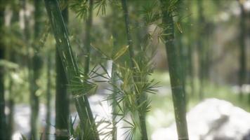 Green Bamboo trees forest background video