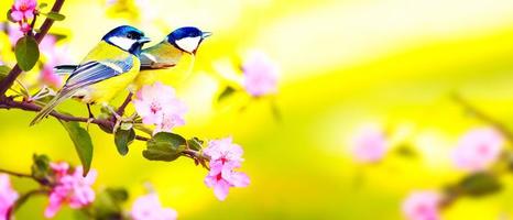 Great tit sitting on a tree branch in spring weather photo