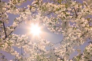 Beautiful branch of blossoming tree in spring. photo