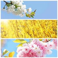 Beautiful branch of blossoming tree in spring. photo